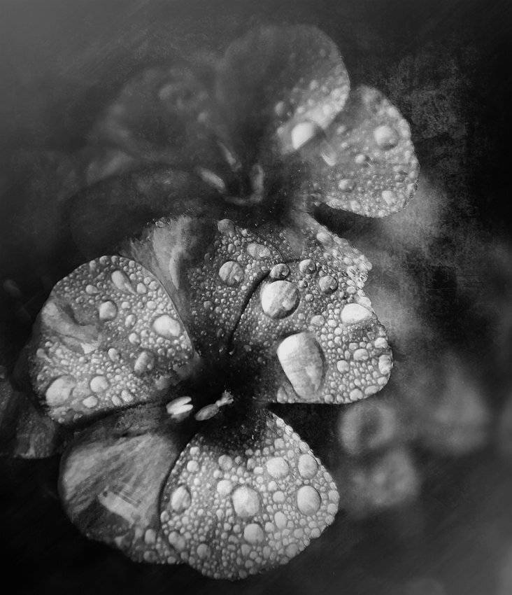 , Лана Тополева