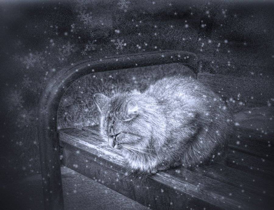 кошка, зима, снег, новый, год, Maria V. Gorskaya