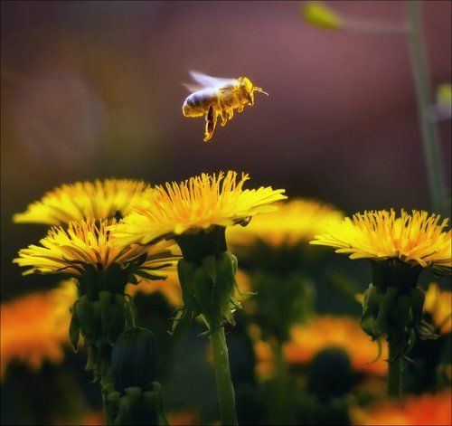 портфолио претендента (сборная солянка)