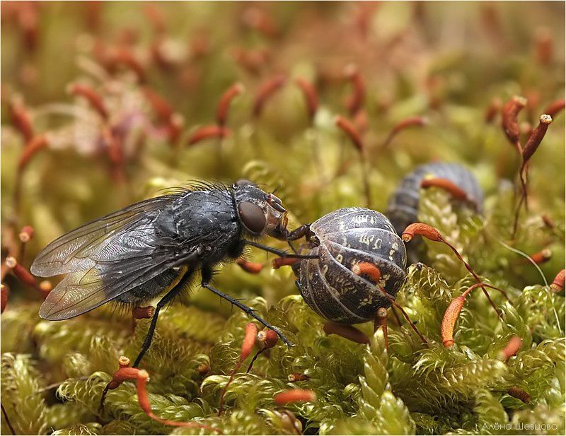 Муха на бахче фото превью