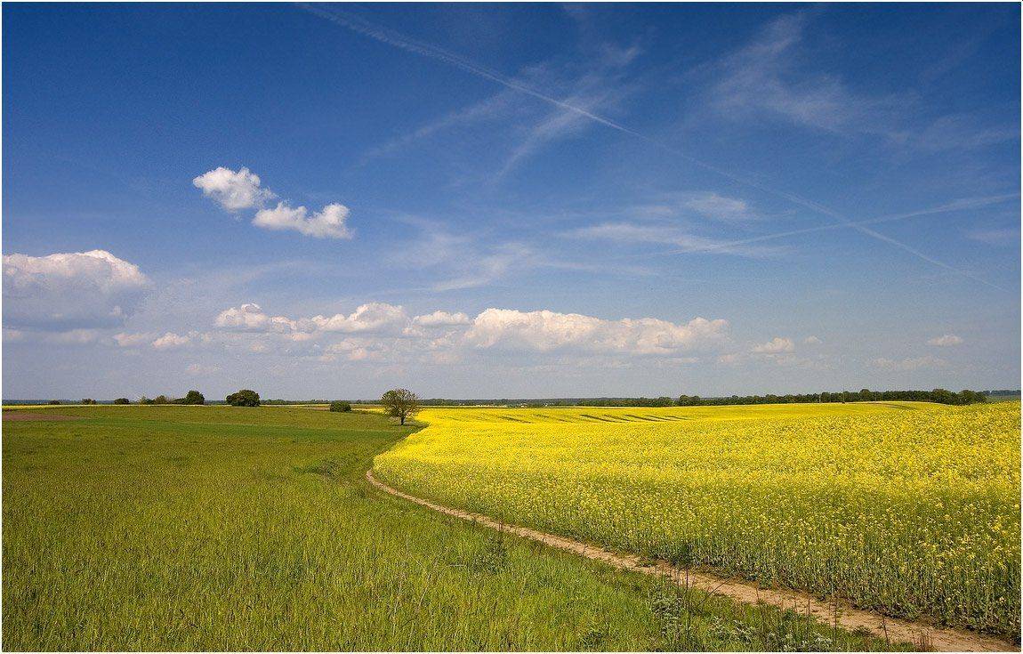 , Николай Шахманцир