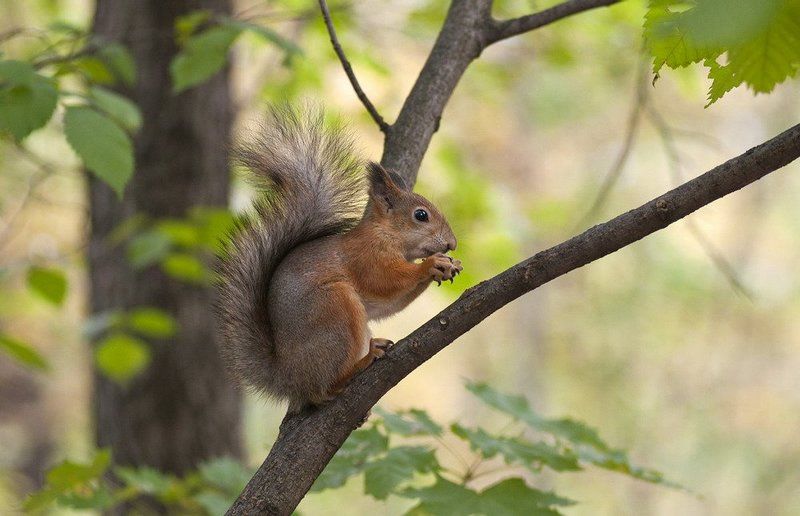 бельчонок фото превью