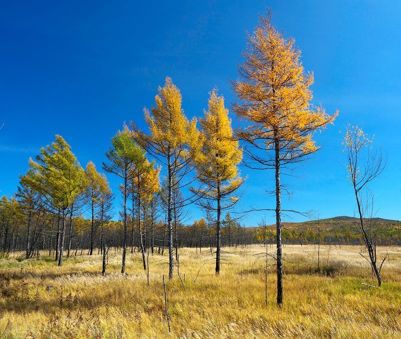 осень, лиственница * * * фото превью