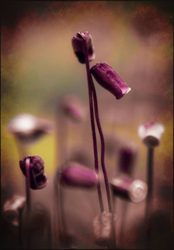 , Лана Тополева