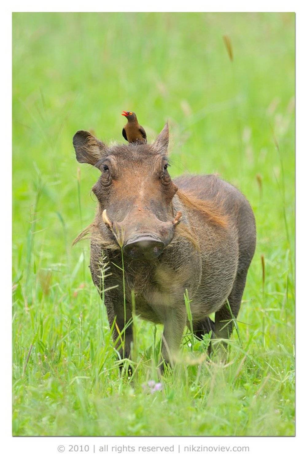 бородавочник, волоклюй, дивие животные, дикая природа, николай зиновьев, африка, Николай Зиновьев