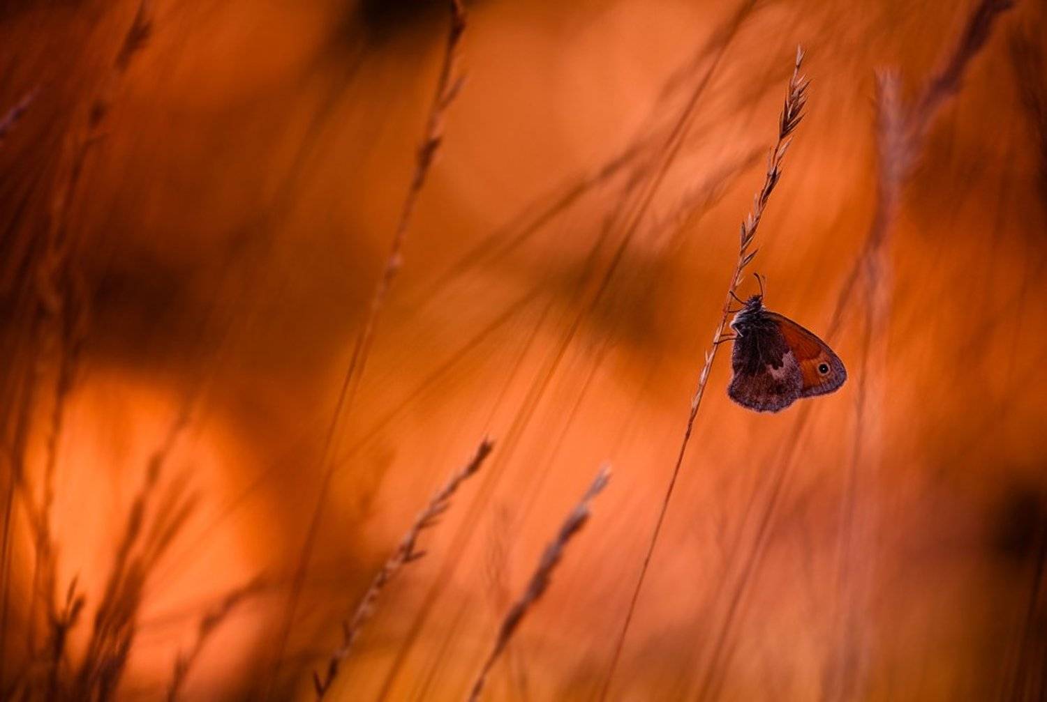 бабочка, вечер, Юлия