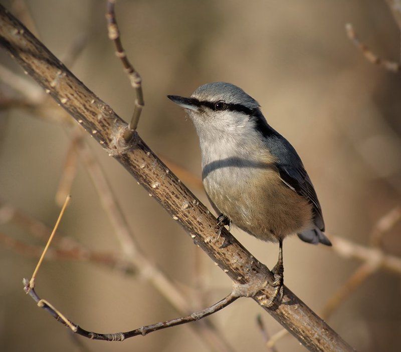 поползень фото превью
