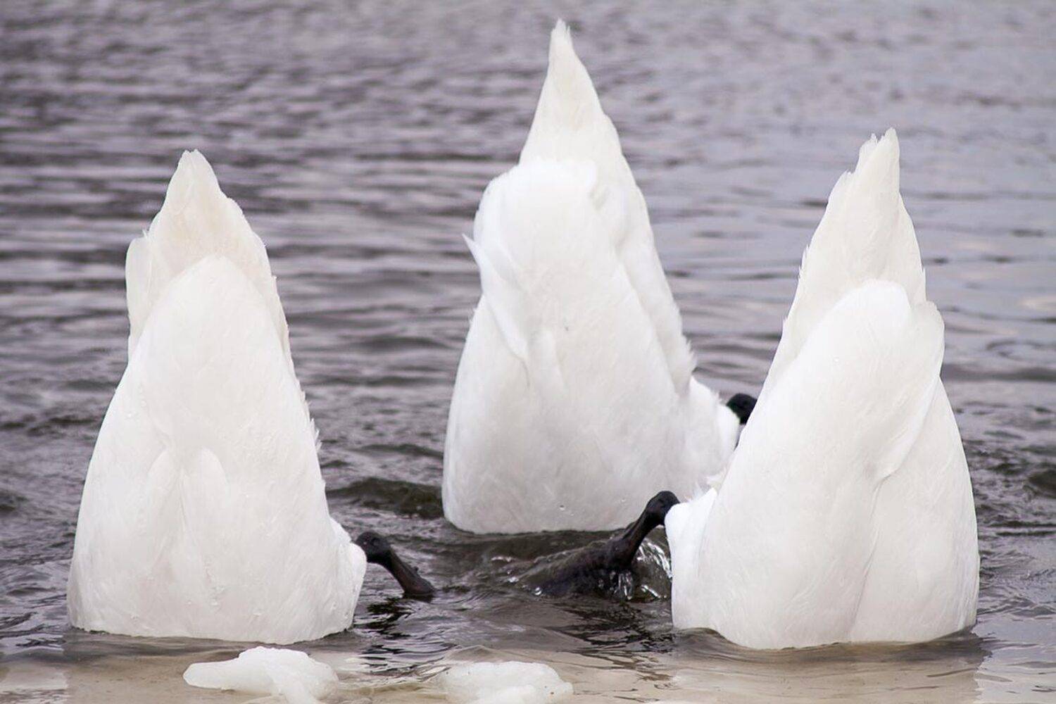 лебеді, Юрій