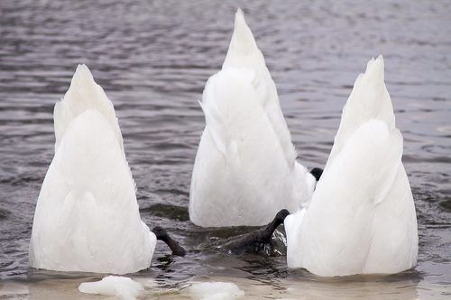 Елементи синхронного плавання