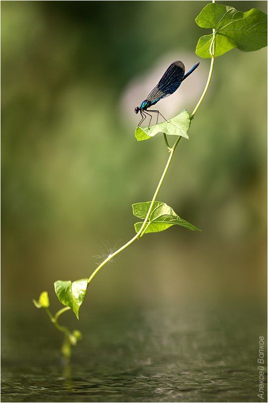 красотка блестящая, splendens splendens Пограничная застава фото превью