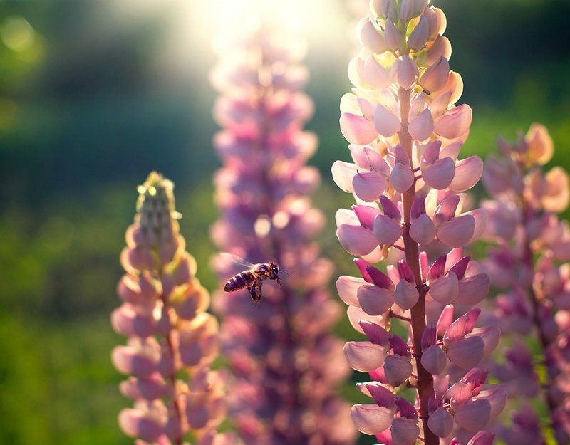 пчелка фото превью