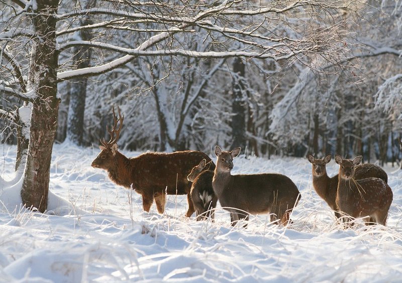 олень, олени, пятнистый олень Рудольф и К фото превью