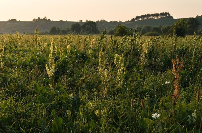 козлов артур, цветы, луг, вечер Вечернее дыхание фото превью
