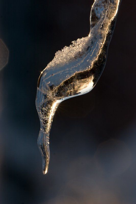 лес, зима, снег, деревья, лёд Хрустальный лес... продолжение фото превью