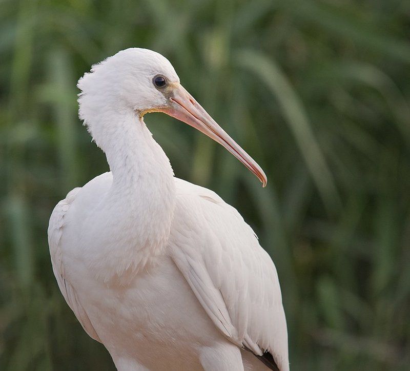 колпица,подросток,портрет,фотоохота,маныч Колпица(подросток) фото превью