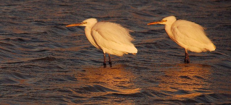 малая_белая_цапля, море_красное, синай Ветрено фото превью