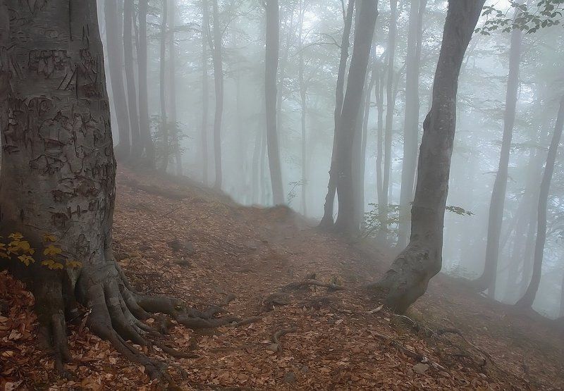 туман, тишина, осень ВДЫХАЯ ГРУДЬЮ ТИШИНУ фото превью