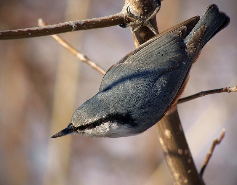 Птиц фото превью