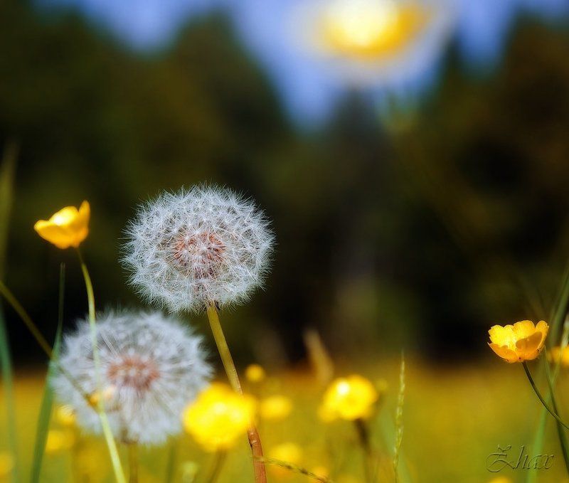 одуван просто так фото превью