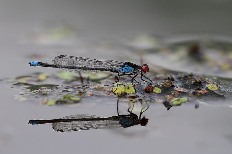 Наяда красноглазая фото превью