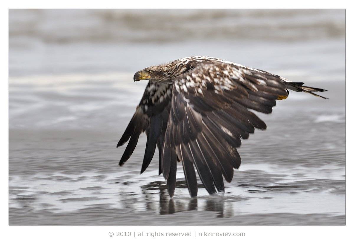 белоголовый орлан, дикая природа, аляска, сша, Николай Зиновьев