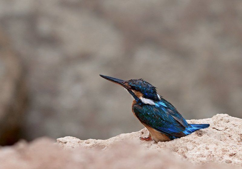 зимородок Мокрый, нырял ловил рыбу. фото превью