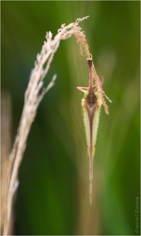 желтушка луговая, colias hyale Вверх тормашками фото превью