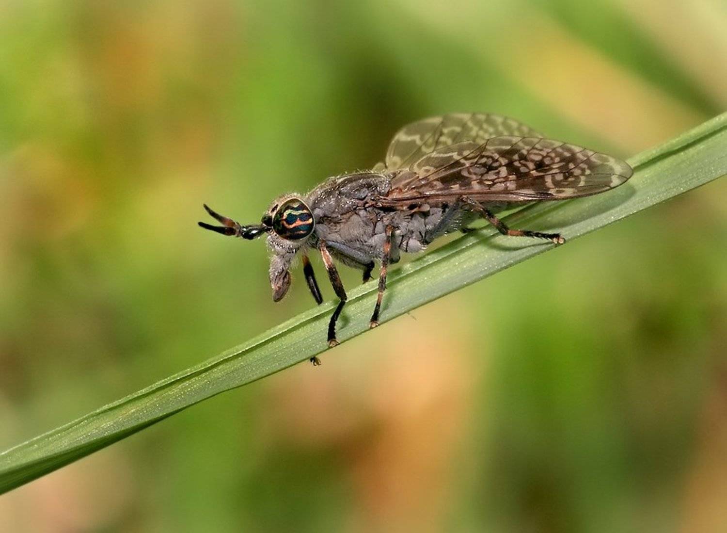 лето, трава, слепень, Олег Сурьянинов