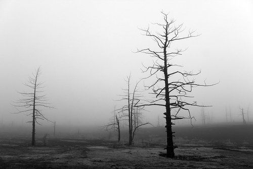 Мёртвый Лес