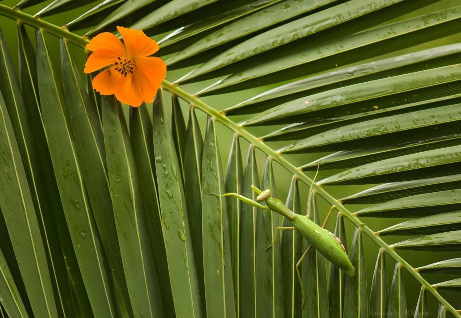 , Александр Юкарев