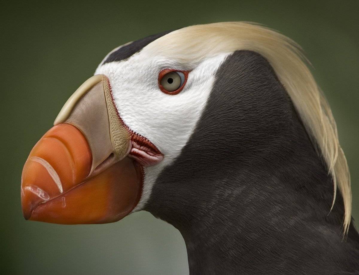 топорок, командорские острова, lunda cirrhata, морские птицы, сергей иванов, Сергей Иванов