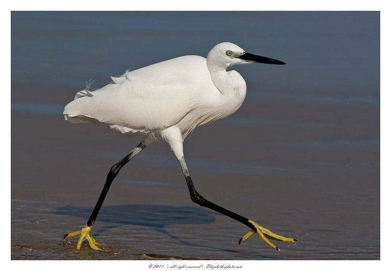 малая, белая, цапля, egretta, garzetta, израиль Little Egret фото превью
