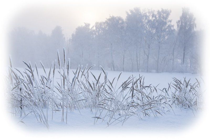зима, мороз, снег, иней, пейзаж, лес Белый плен фото превью