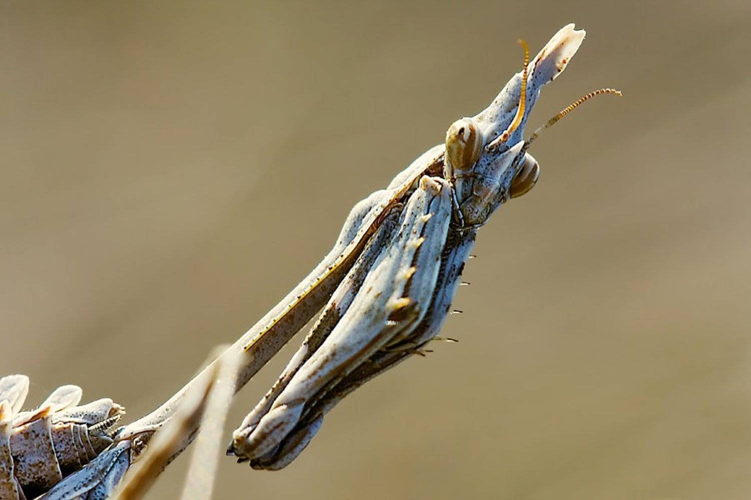 макро, Евгений