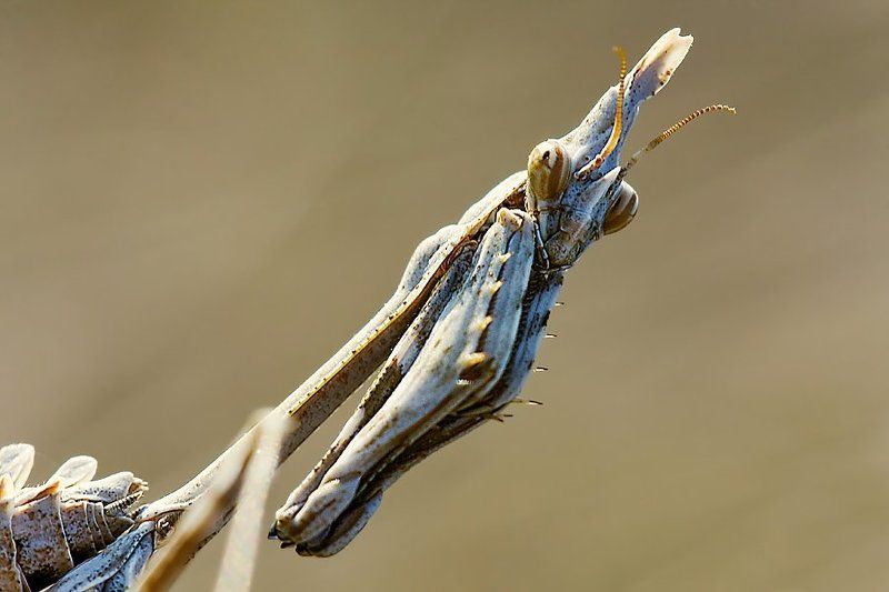 макро Богомол фото превью