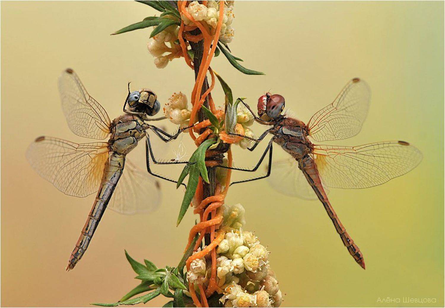 , Алёна Шевцова