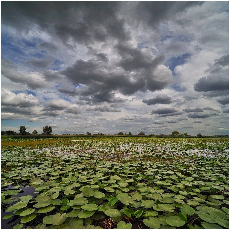 tokina af 17 f3.5 at-x pro, устье десны, август, кувшинки,, Алексей Соловей