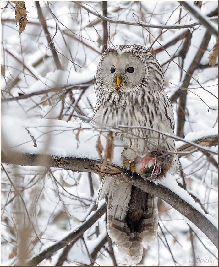 strix uralensis, неясыть длиннохвостая, природа, птицы, совы, уральская, Солисия