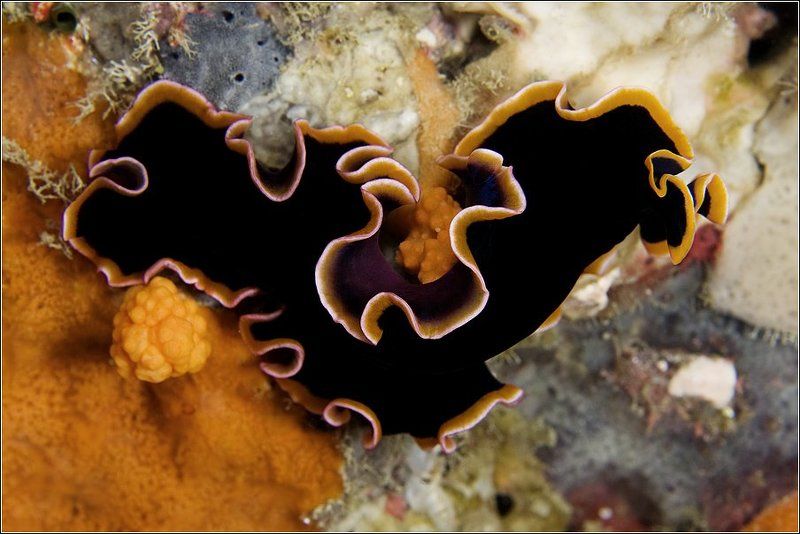 The Sea Heart фото превью