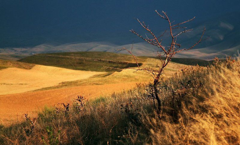Про одинокое деревце в лучах заходящего солнца фото превью