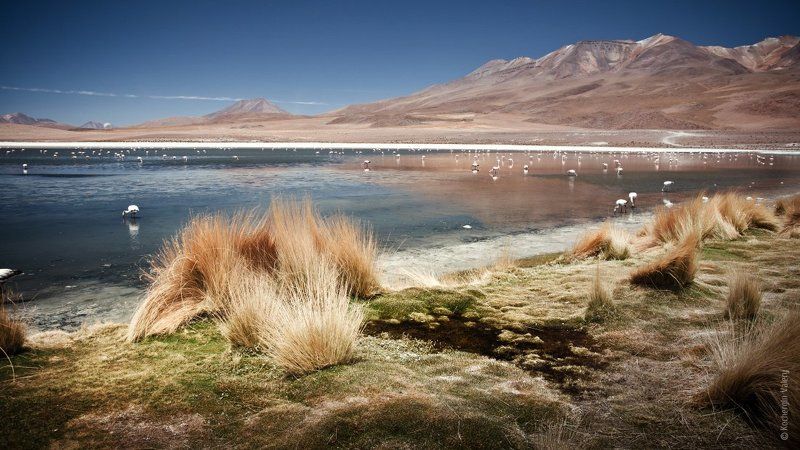 южная америка, латинская америка, горы, фламинго, лама, альпака, озеро, город, закат South America 2 фото превью