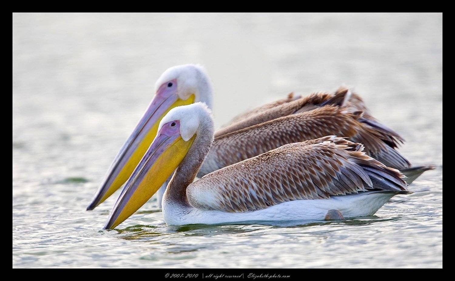 розовый, пеликан, pelecanus, onocrotalus, израиль, перелетные, птицы, Elizabeth Etkind