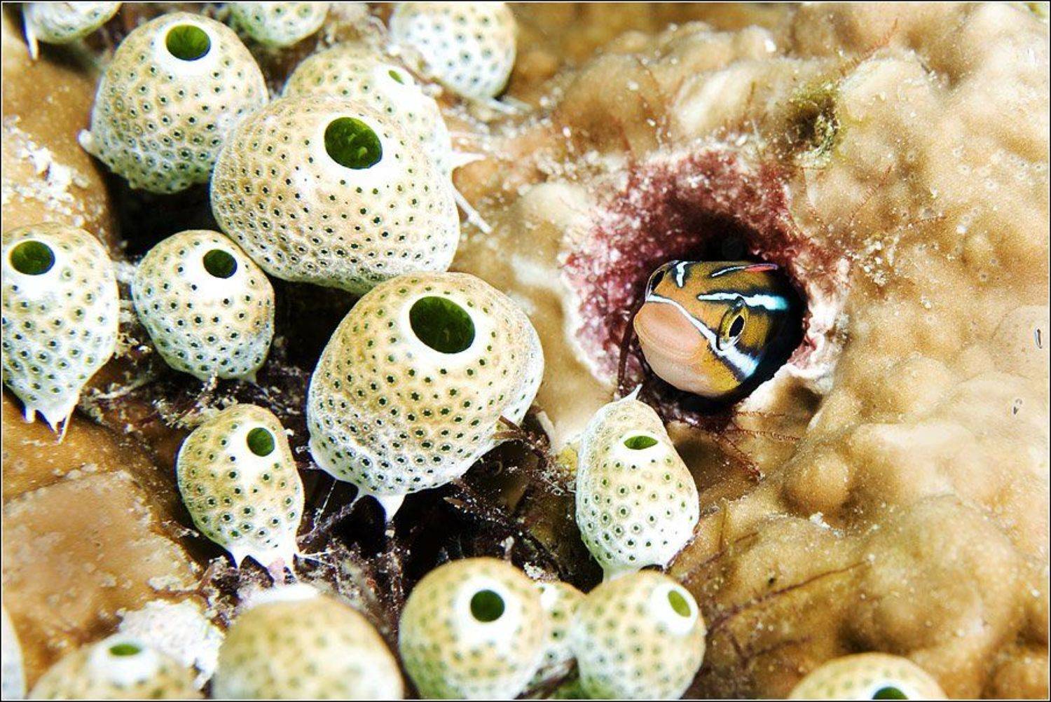 , Владимир Жданов