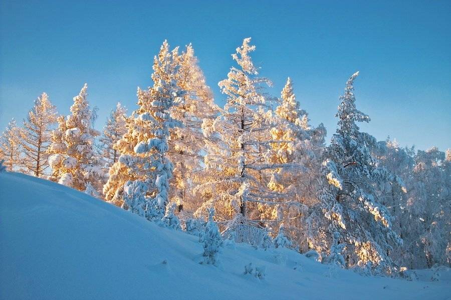 , Бархотница