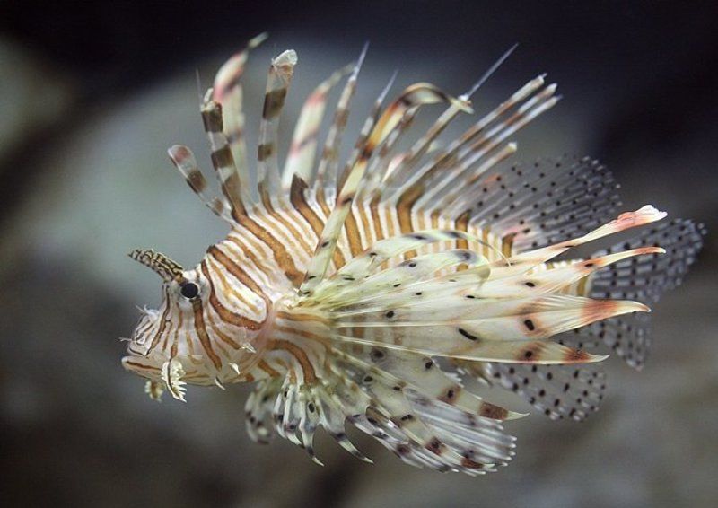 Адлер. Океанариум. фото превью