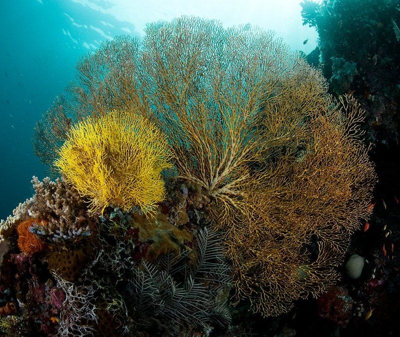 коралл, горгонария, underwater Next generation фото превью