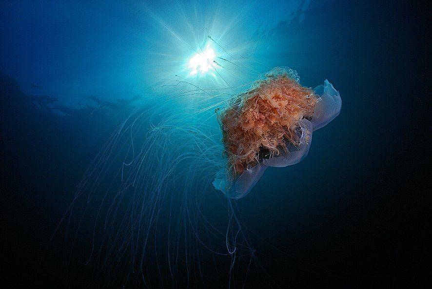 , Андрей Шпатак