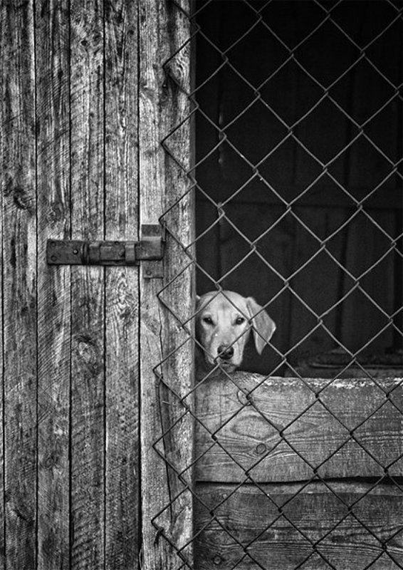 собака, взгляд, решетка, ограда, чб, грусть Ожидания фото превью