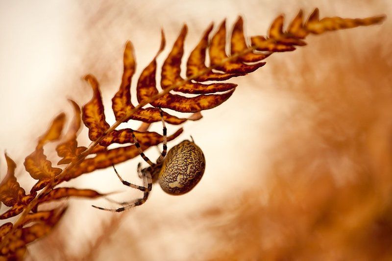 паук идущая вниз фото превью