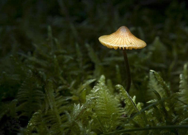 ufo фото превью